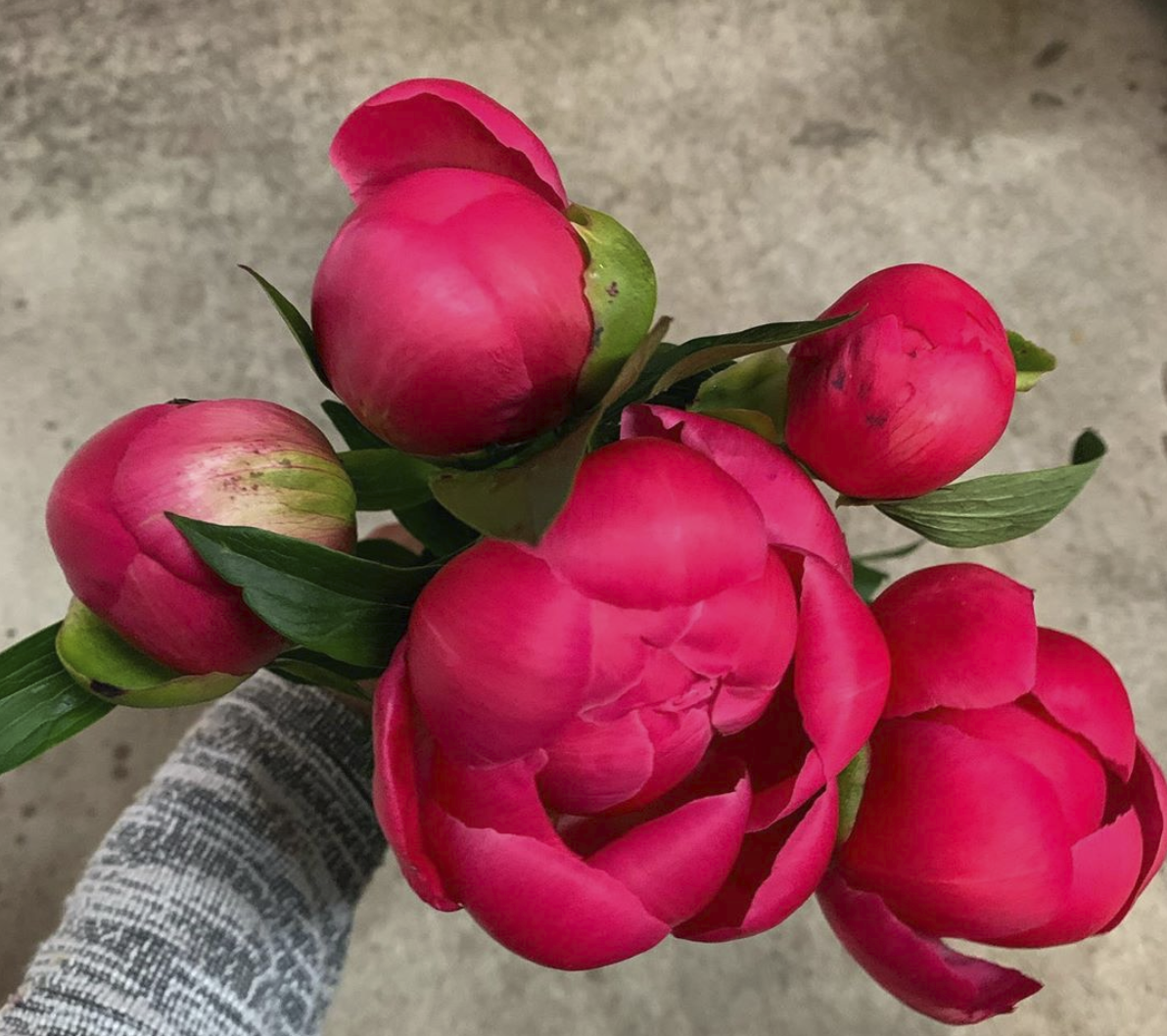 A bouquet of Peonies