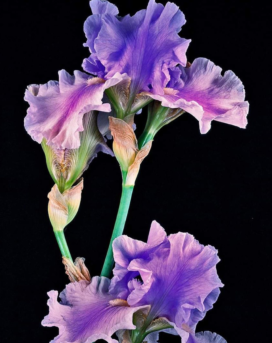 Close up of a blue iris with a black background