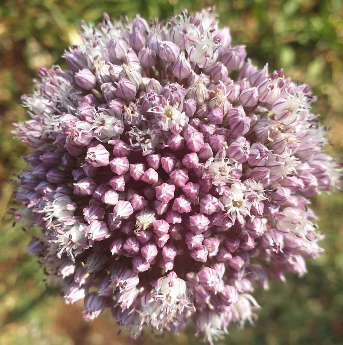 Allium flower in a field of green