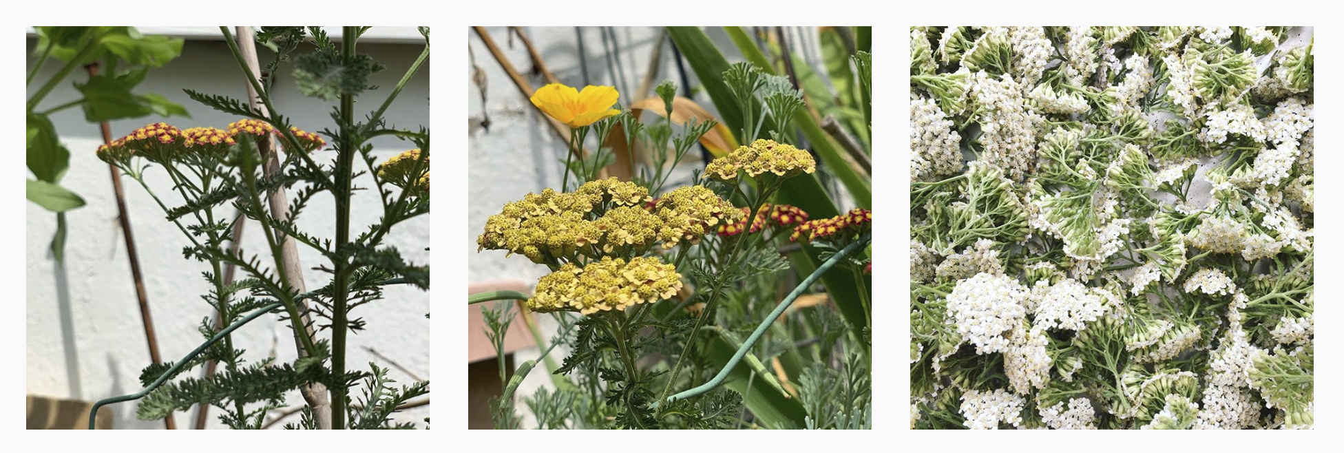 A row of different yarrow flowers