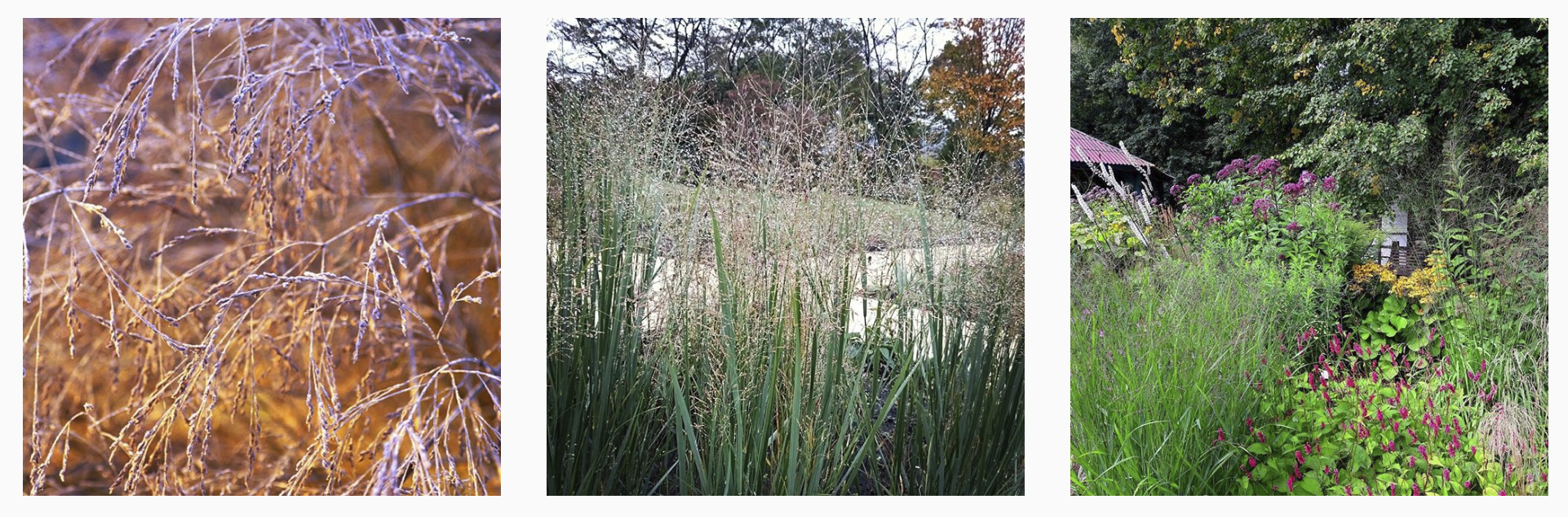A row of three images of switchgrass in lansdscapes settings