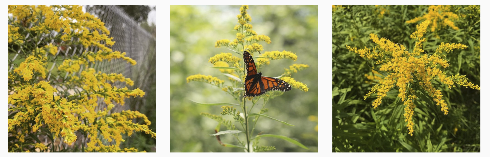 A row of different goldenrod plants
