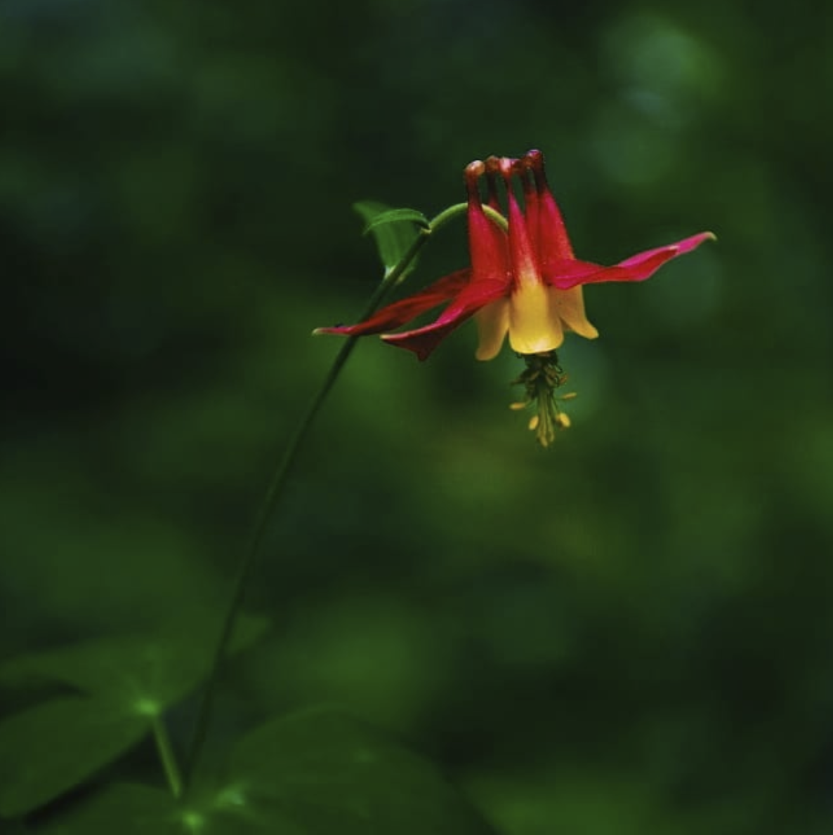 A lone Canadian columbine against a blurry emerald green tree