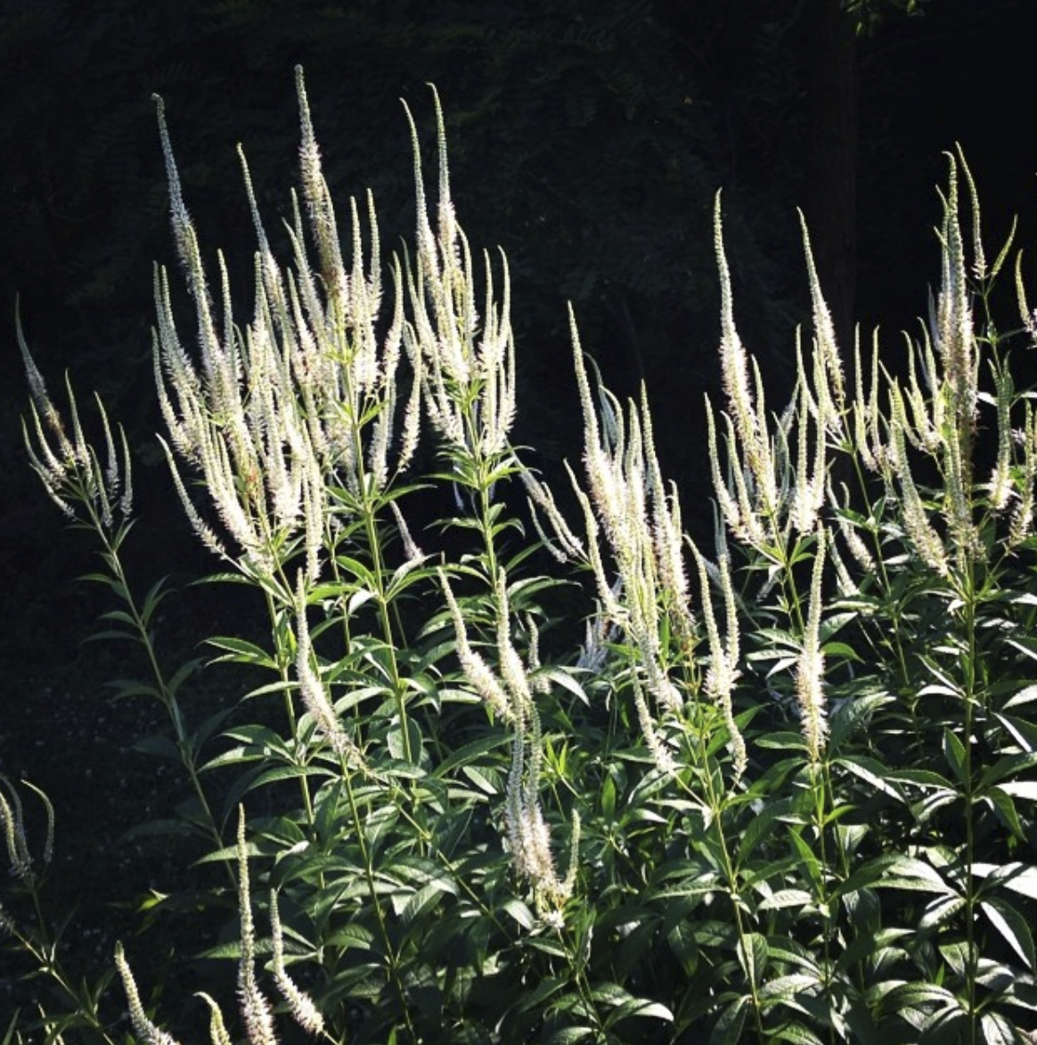 Culver's Root flowers in field
