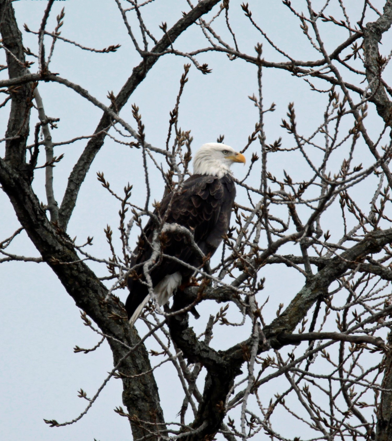 Ohio bald eagle perched in a tree