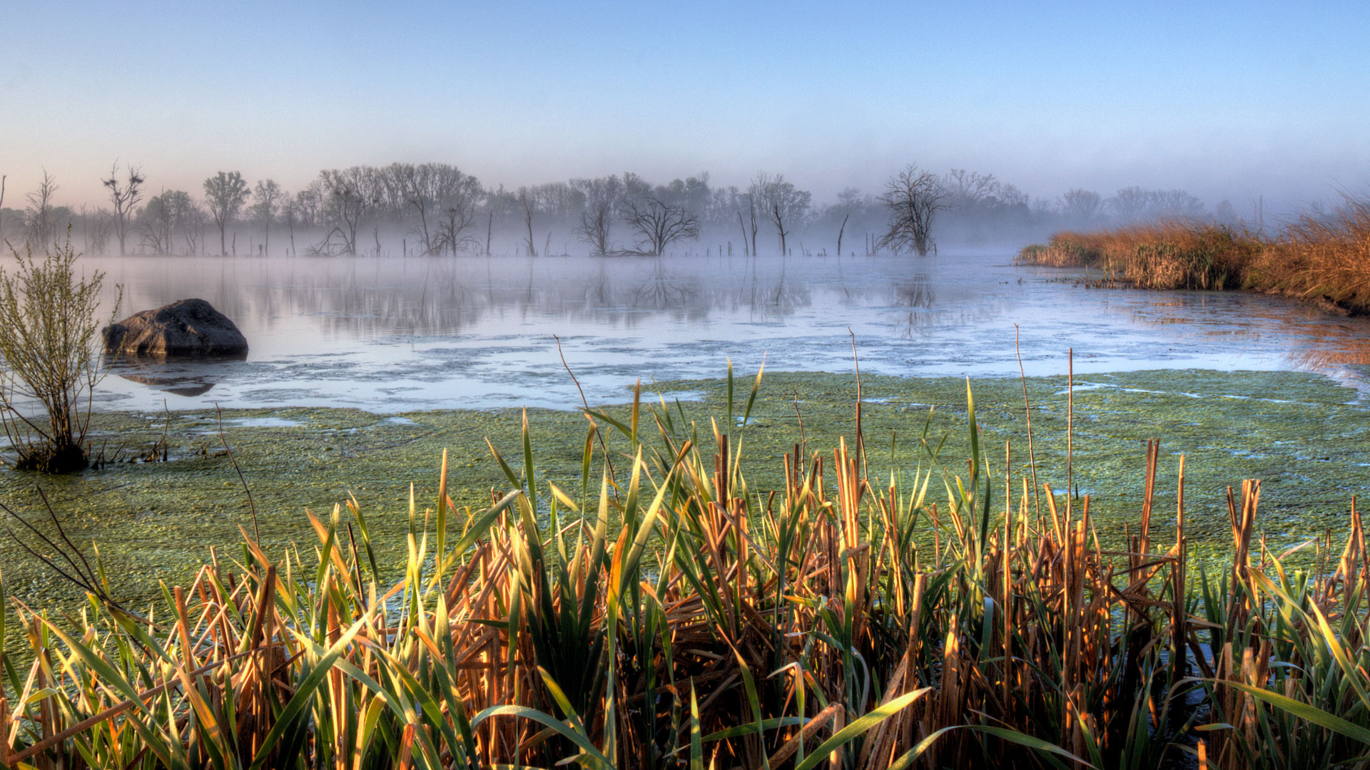 colorful reeds at a pond in pickerington, ohio