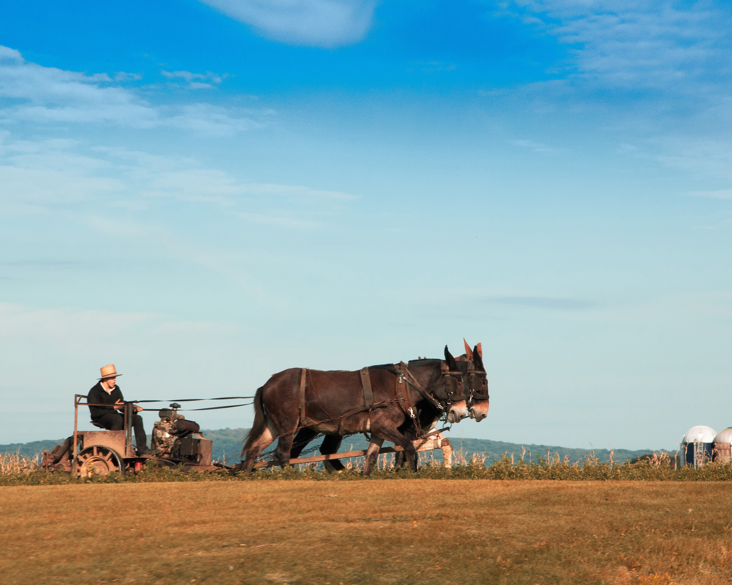 An amish horse cart on farmland