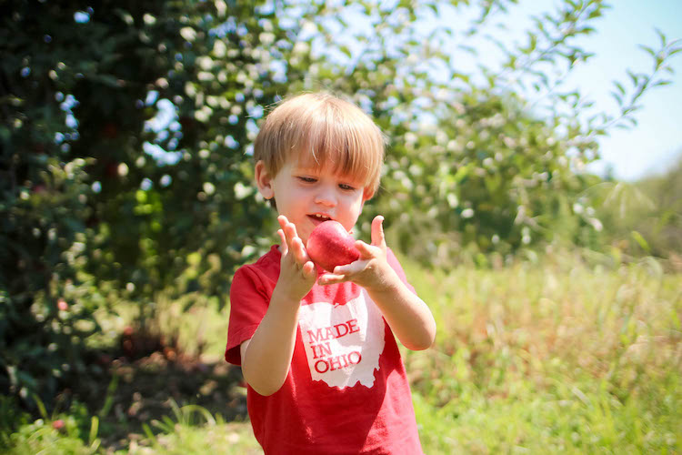 A&M Farm Orchard a little boy plays with an apple in a field