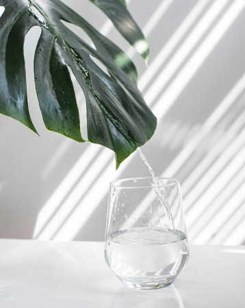 A glass of water