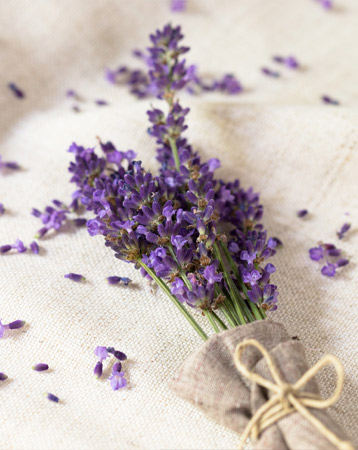Lavender