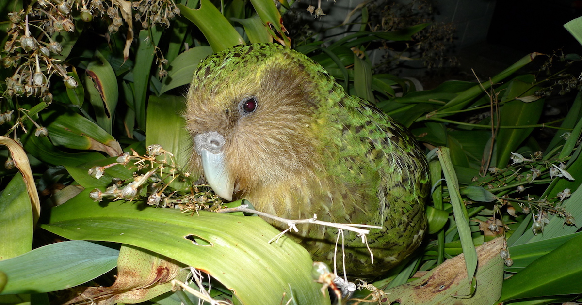 Sirocco the kākāpō among renga lilies on Maud Island, New Zealand. Photo by Chris Birmingham for New Zealand Department of Conservation via Flickr, licensed under (CC-BY-2.0).