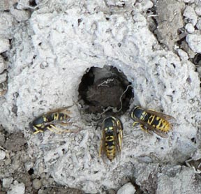 Cascadia Venom Collection yellowjacket nest removal