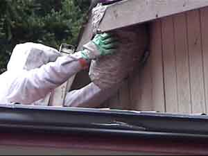 Cascadia Venom Collection hornet nest removal