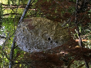 Cascadia Venom Collection hornet nest removal