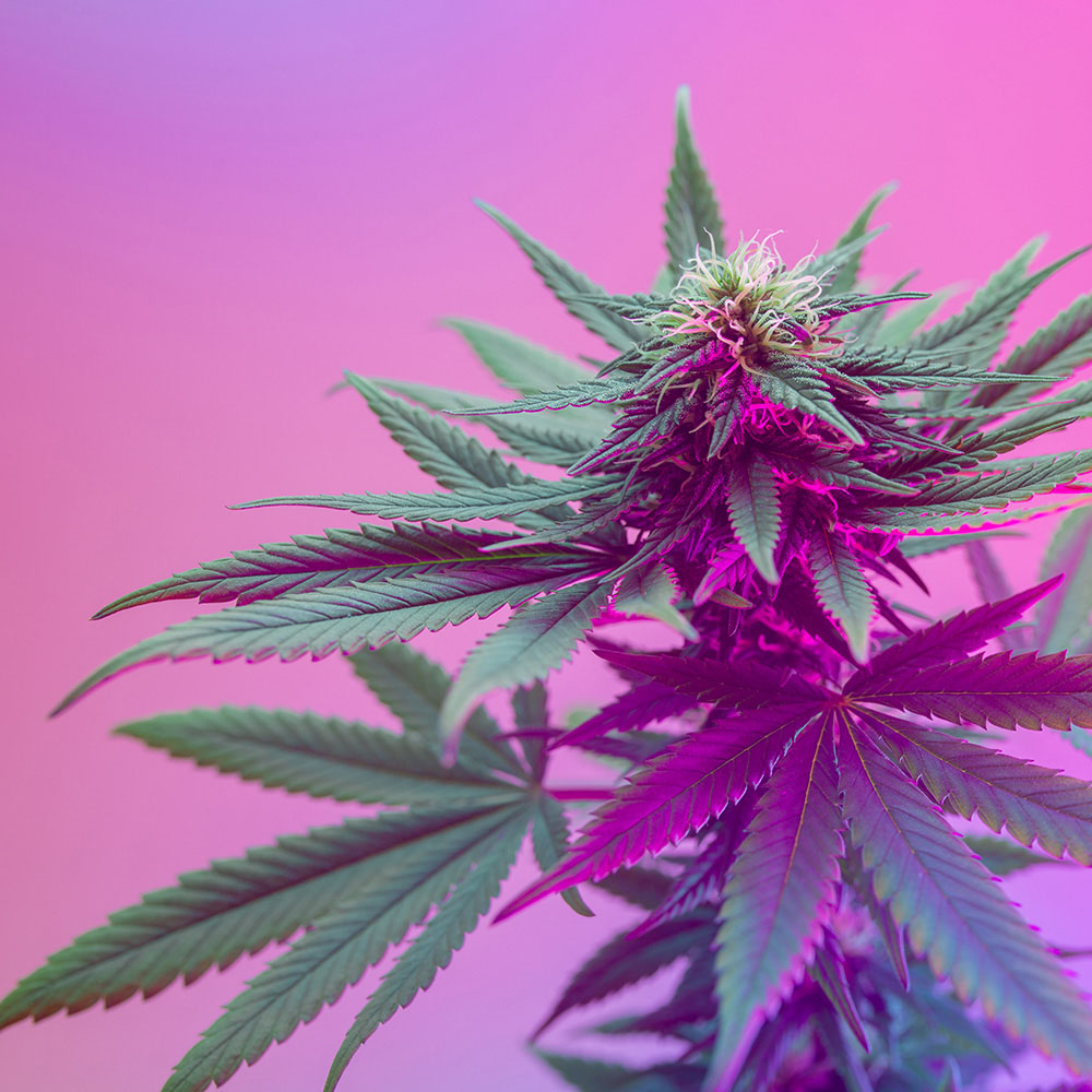 Small plastic toy hockey player with full-size puck