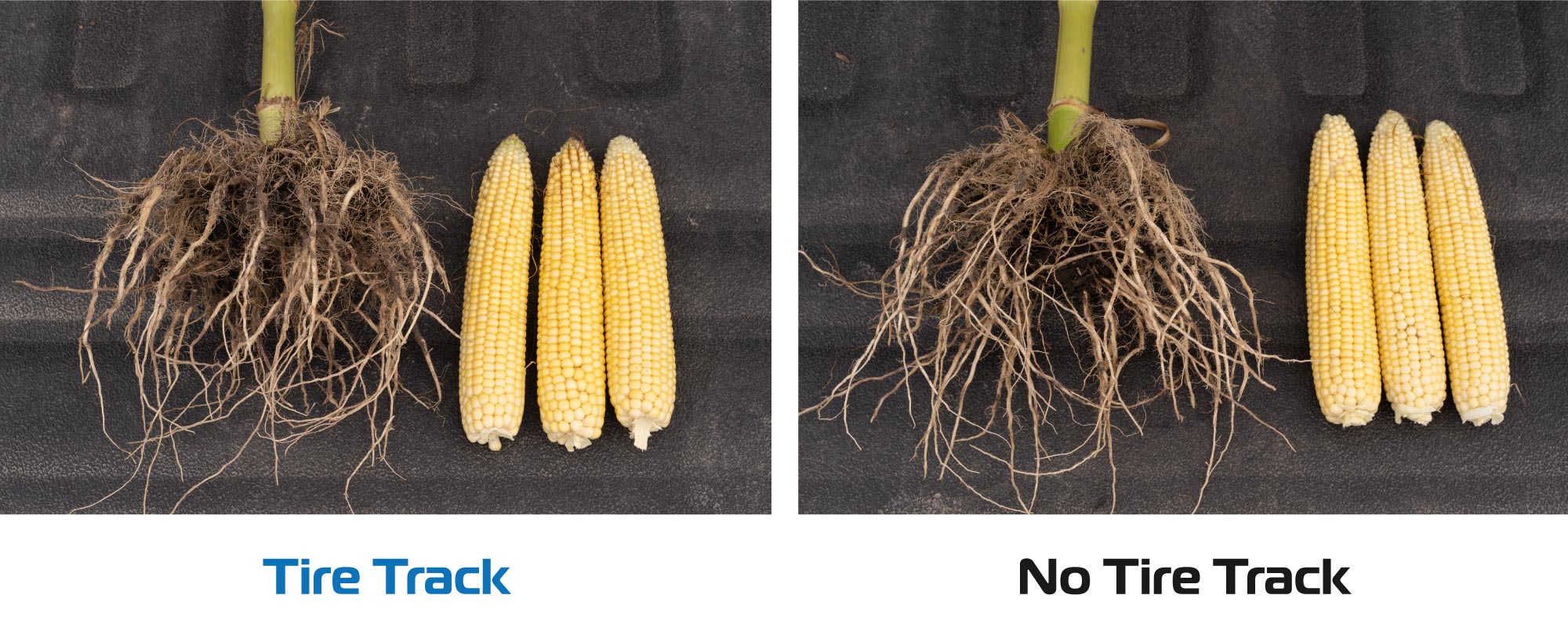 A corn plant comparison shows little difference in root development and corn ear size between plants growing in the Goodyear LSW tire track and those growing outside the tire track.