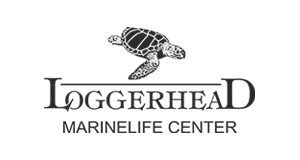 Logerhead Logo