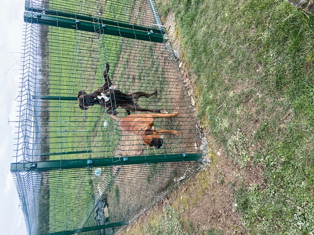Dog Runs / Pens