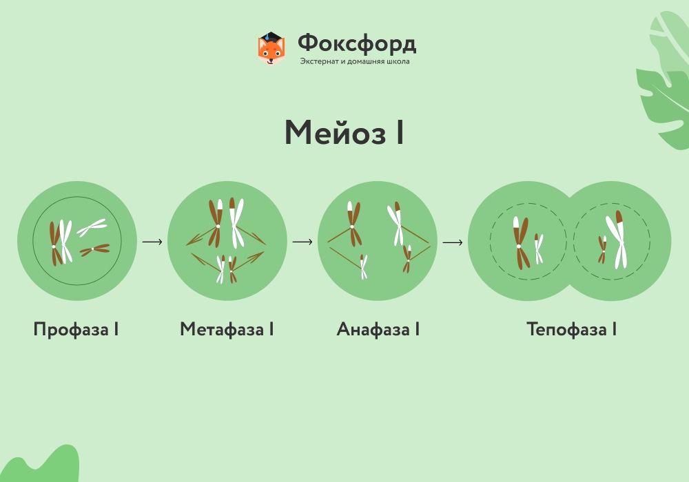 Как сделать схему деления. Смотреть фото Как сделать схему деления. Смотреть картинку Как сделать схему деления. Картинка про Как сделать схему деления. Фото Как сделать схему деления