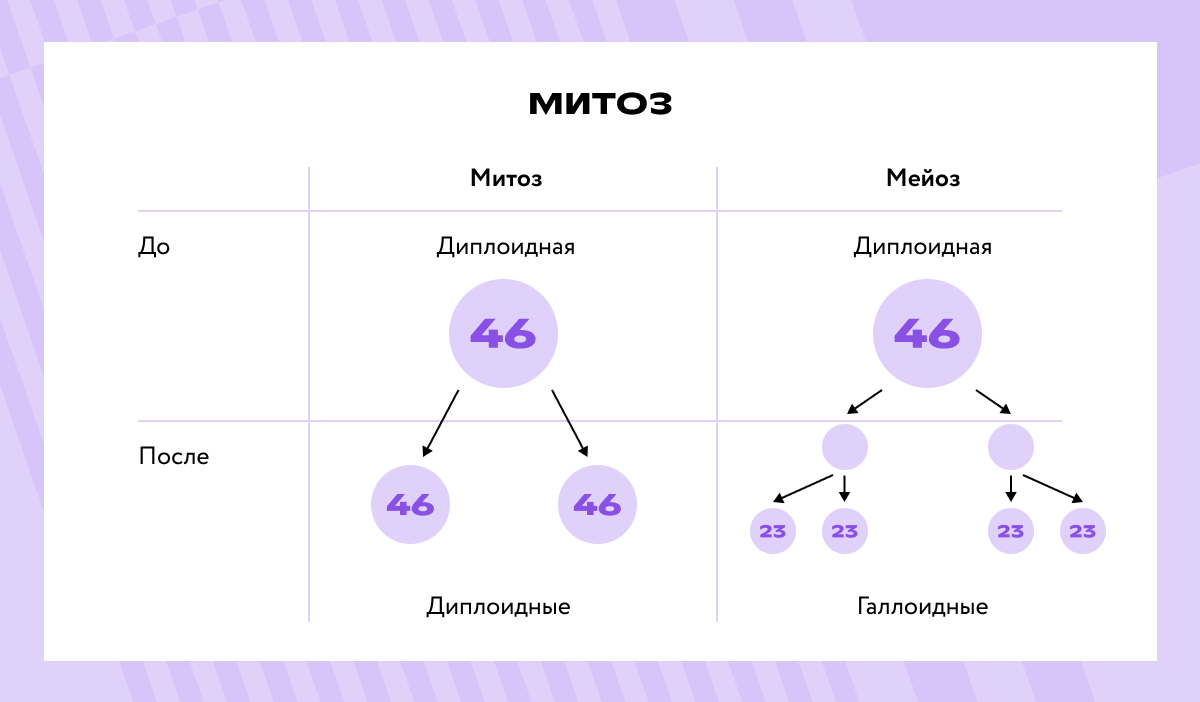 Образовавшиеся клетки имеют набор хромосом и днк 2n2с