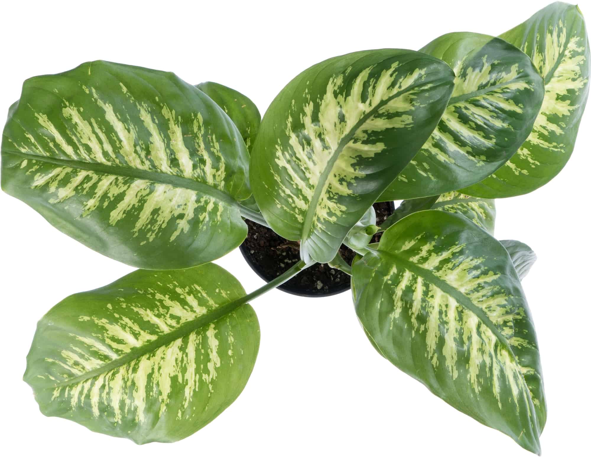 The cheapest way to ship coffee Pirate Ship