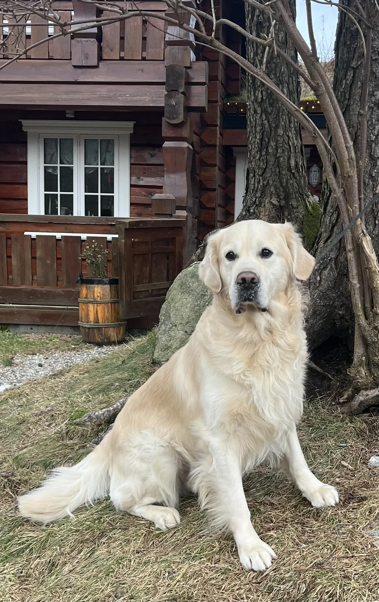 hunder-til-omplassering-tunge-hundesenter-as
