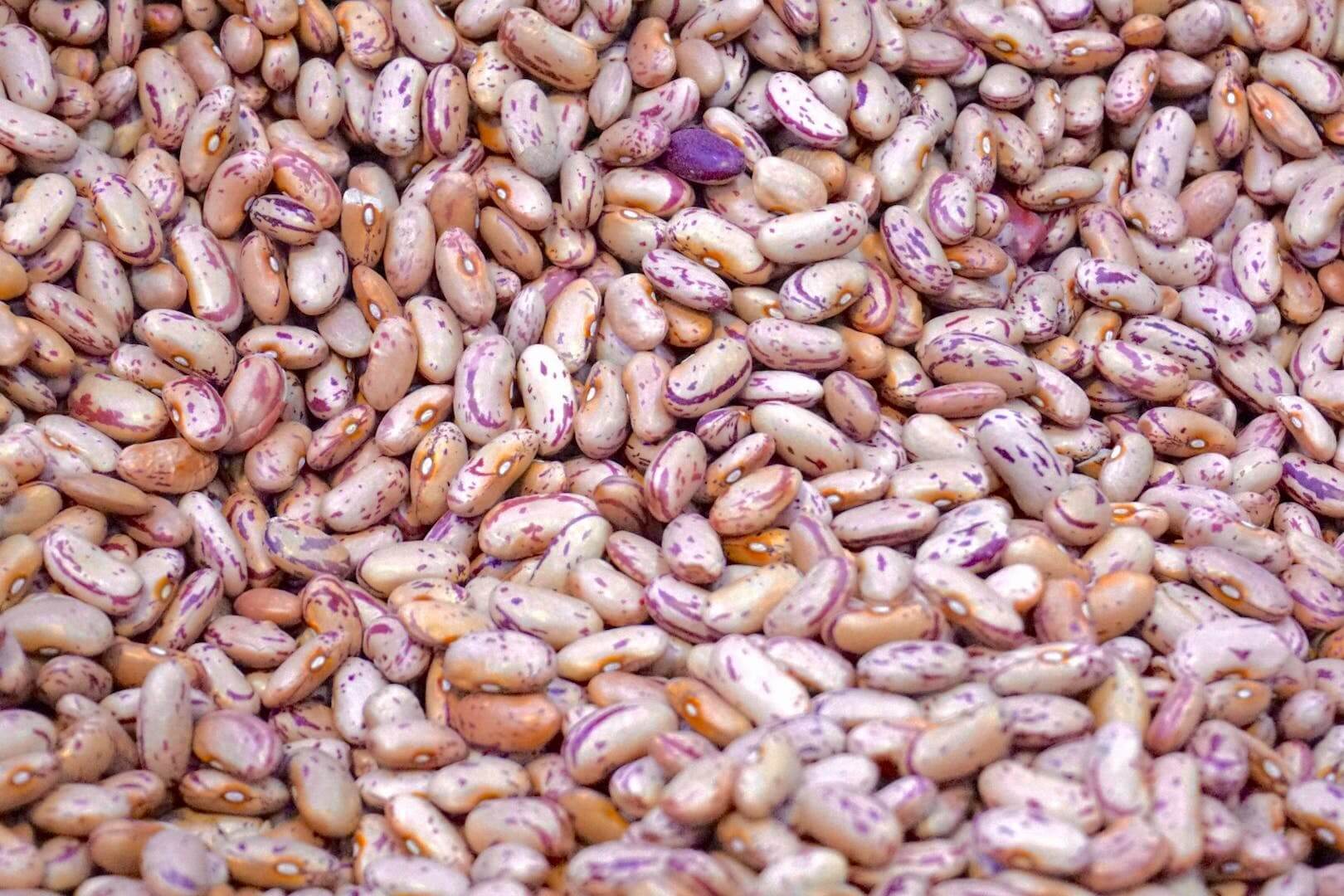 Wholesale Beans All You Need to Know About Different Beans