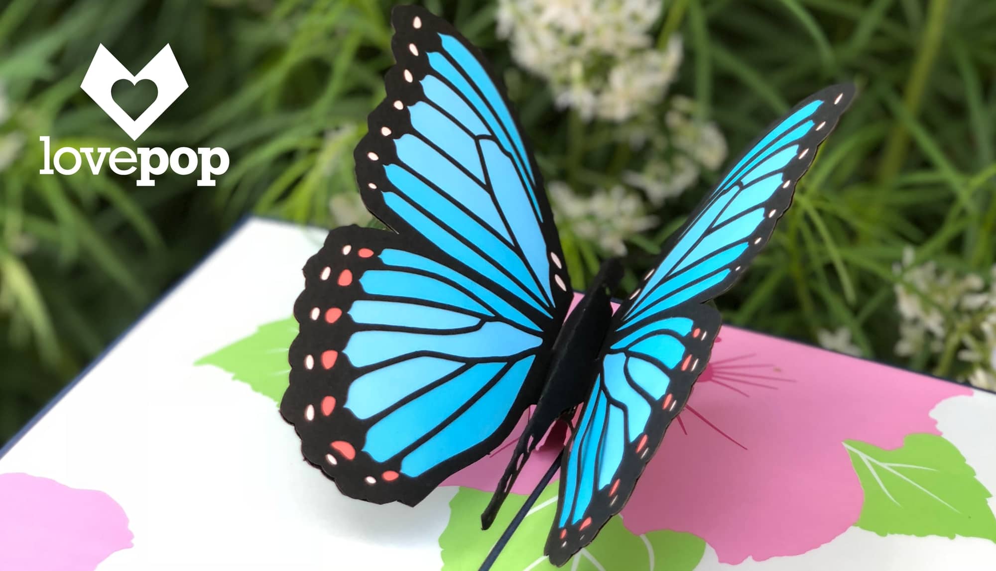 Lovepop competitors picture