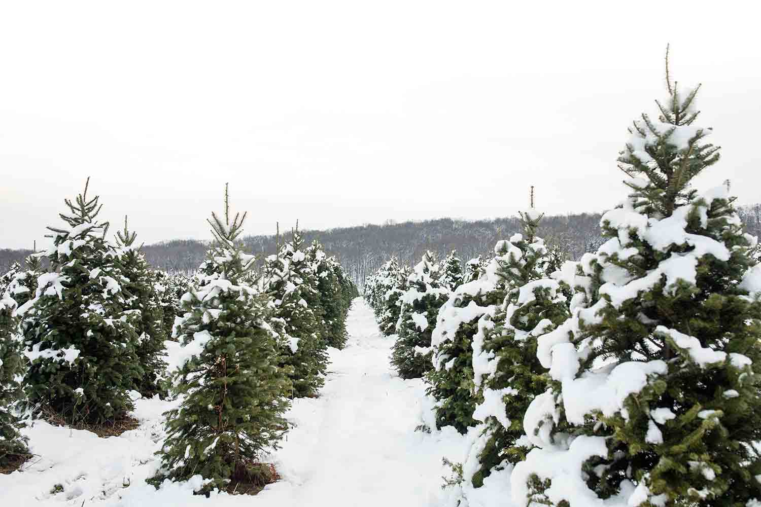 Which Kind of Christmas Tree Is Better for the Environment?