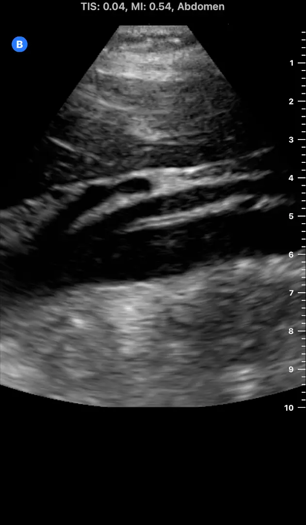 Descrição da Imagem