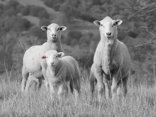 Mobble - Livestock Farm Management Software and App