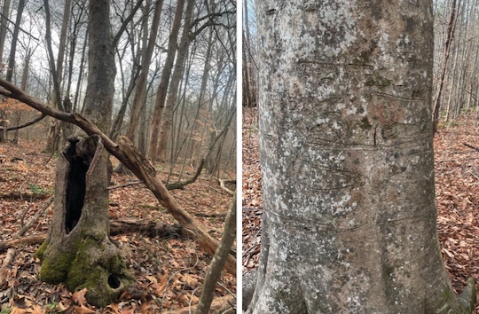 Summer Smith’s Voice Evolution: When a Studioshift Sparked a Professional Resurgence