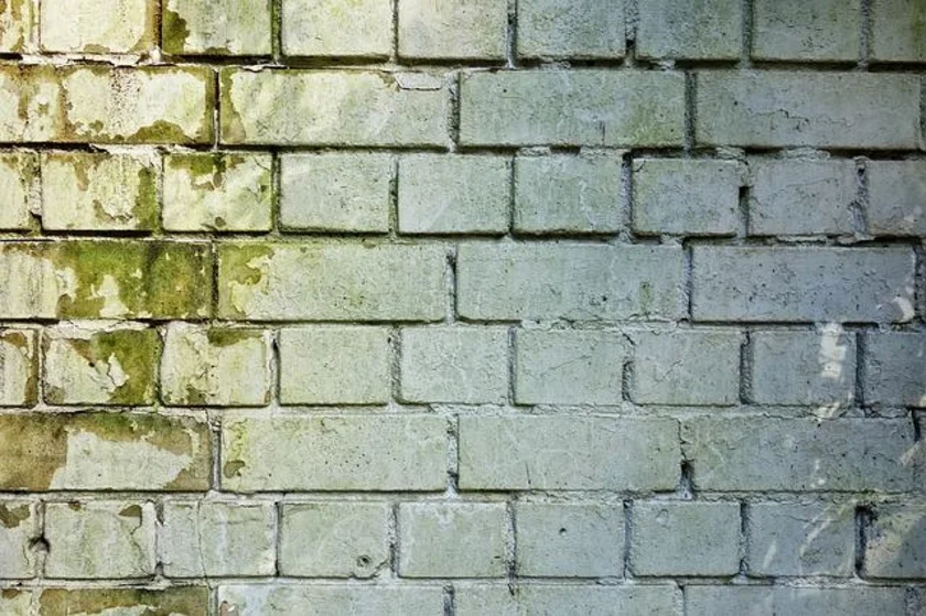 brick wall covered with mold, wall, brickwork