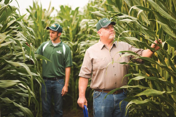 What Is Seed Corn MeaningKosh