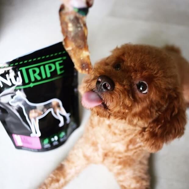 Pet Food Brand marketing - Victoria Long