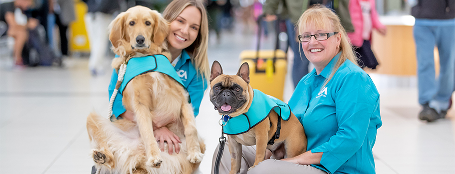 small dog ramps for couch