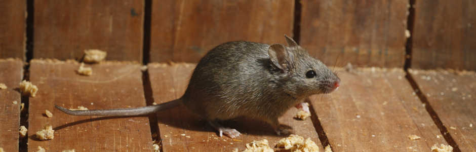 Mäuseplagen und ihre Folgen • Blog • PESTAWAY Schädlingsbekämpfung
