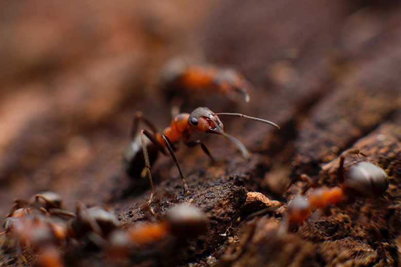 Pest control for ants
