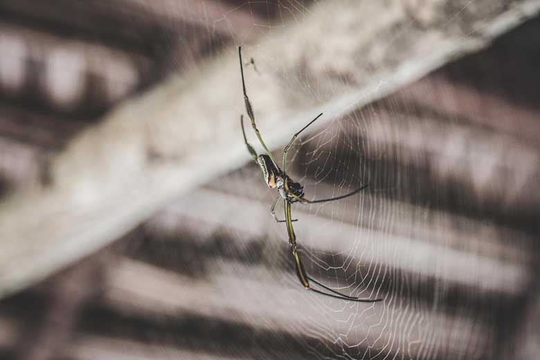 Spider pest control
