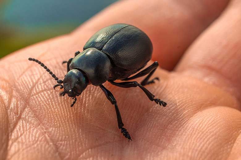 Pest control for bedbugs