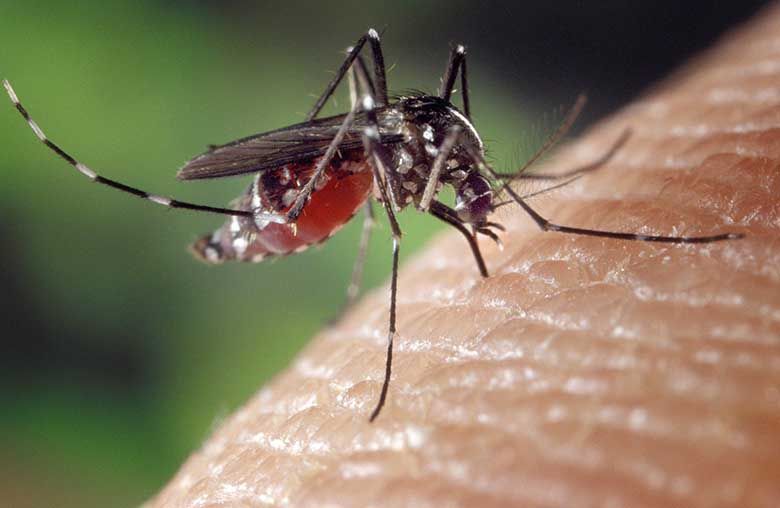 Control mosquitoes with pest control