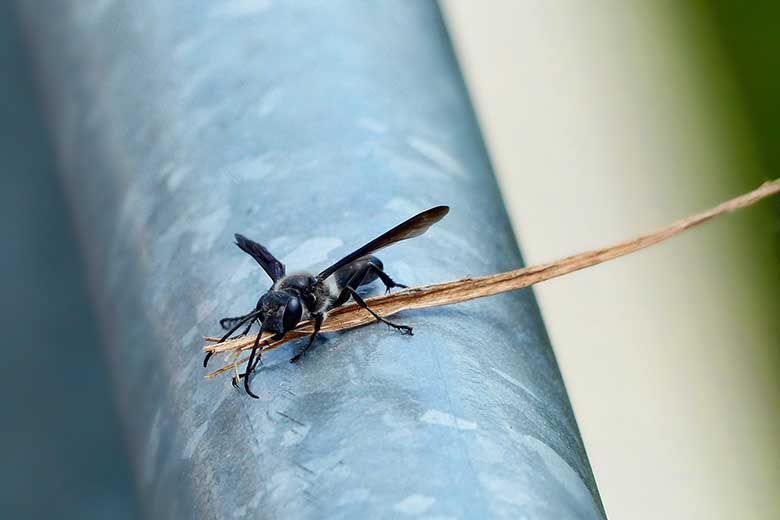 Proactive pest control eliminates wasps