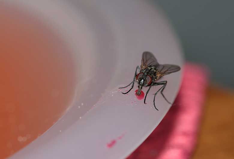 Pest control stops fly-borne diseases