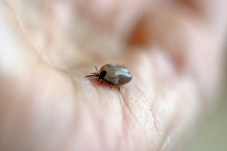 Control ticks that spread blood-borne diseases