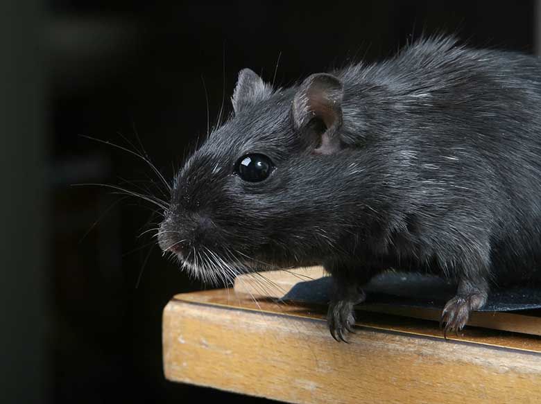 Get rid of mice and rats