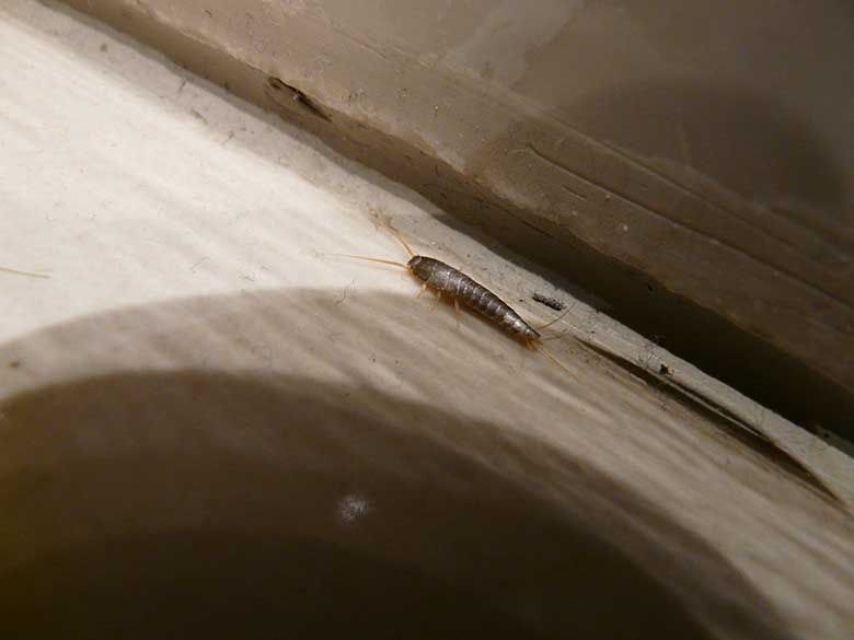 Pest control for silverfish