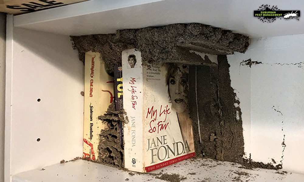 Captos termite in a bookshelf Suburban Pest Management