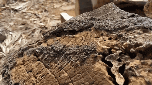 a colony of termites