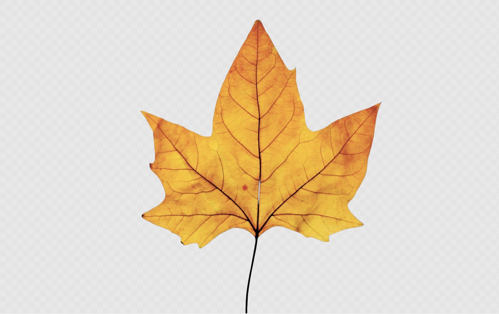 +100 Transparent Background Leaf PNG Image For Free 🌱