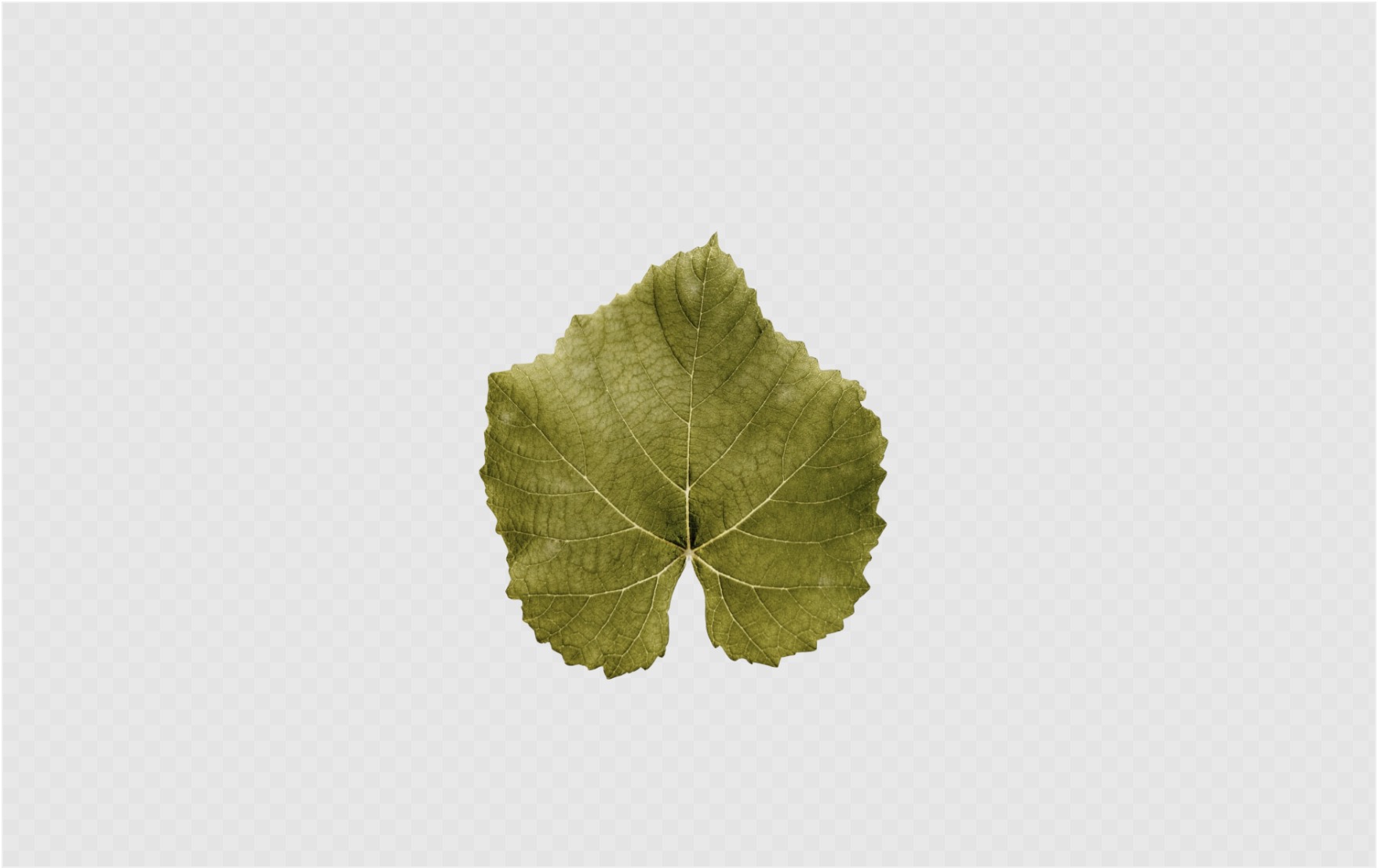 +100 Transparent Background Leaf PNG Image For Free 🌱